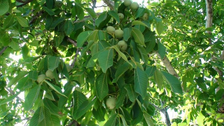 Τραγωδία στα Καλάβρυτα: 22χρονος πήγε να μαζέψει καρύδια και βρήκε τραγικό θάνατο
